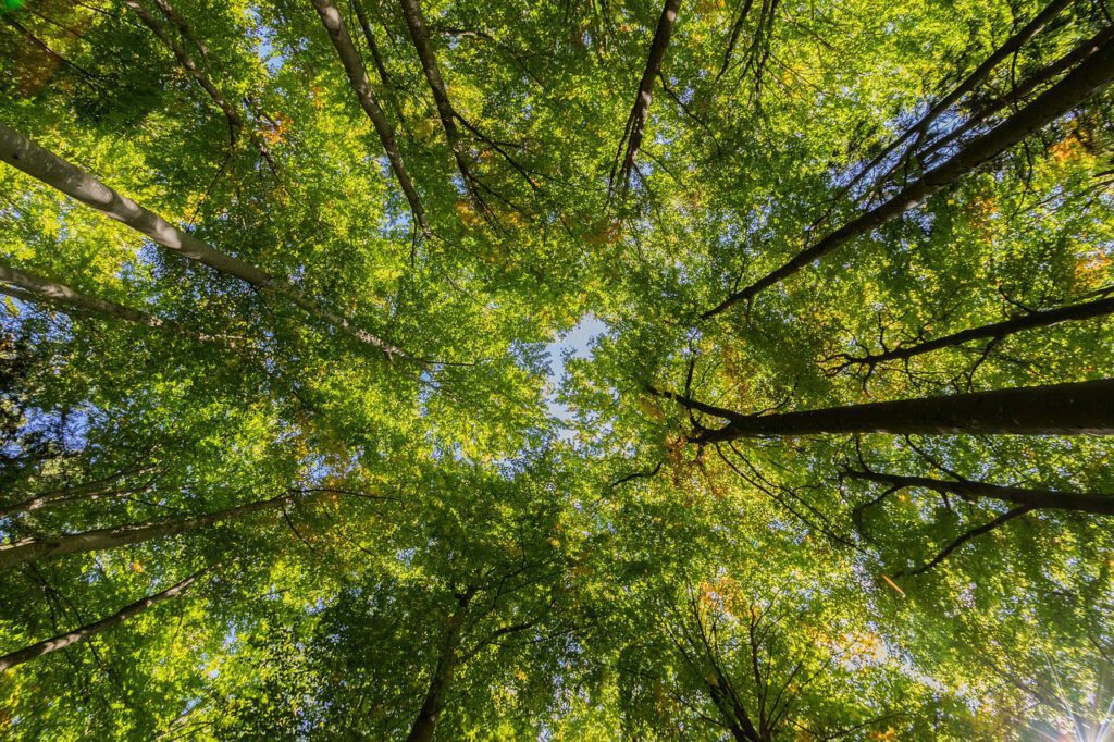 View of trees from below looking up